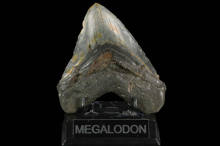 Fossil Megalodon Tooth - North Carolina #124420